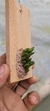Acianthera leptotifolia na internet
