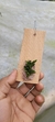 Acianthera leptotifolia - loja online