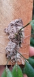 Acianthera bidentula - Orquidário Aparecida