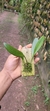 Acianthera aphthosa - Orquidário Aparecida