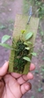 Acianthera saundersiana - comprar online