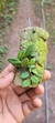 Acianthera recurva variedade microphylla - comprar online