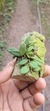 Acianthera recurva variedade microphylla na internet