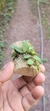 Acianthera recurva variedade microphylla - Orquidário Aparecida