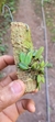 Acianthera recurva variedade microphylla - loja online