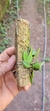 Imagem do Acianthera recurva variedade microphylla
