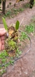 Bulbophyllum glutinosum na internet