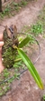 Bulbophyllum glutinosum