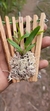 Maxillaria sophronitis - loja online