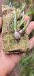 Bulbophyllum rupícola já enraizado na internet