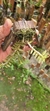 Dichaea pendula - Orquidário Aparecida