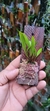Anathallis linearifolia - comprar online