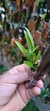 Anathallis linearifolia na internet