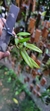 Anathallis linearifolia - Orquidário Aparecida