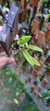 Anathallis linearifolia - loja online