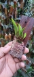 Imagem do Anathallis linearifolia
