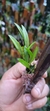 Anathallis linearifolia - comprar online