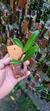 Bulbophyllum falcatum - comprar online