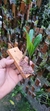 Bulbophyllum falcatum - Orquidário Aparecida