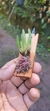 Maxillaria pumila - comprar online