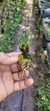 Christensonella vernicosa Plantada na rolha - comprar online