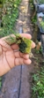 Christensonella vernicosa Plantada na rolha - Orquidário Aparecida