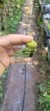 Christensonella vernicosa Plantada na rolha na internet
