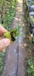Christensonella vernicosa Plantada na rolha - loja online