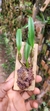 Bulbophyllum odoratissimo - comprar online