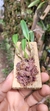 Bulbophyllum odoratissimo - Orquidário Aparecida