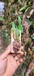 Bulbophyllum odoratissimo - loja online