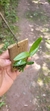 Epidendrum fulgens na internet