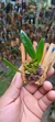 Bulbophyllum plumosum no lekinho de madeira na internet