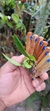 Bulbophyllum plumosum no lekinho de madeira - loja online