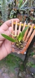 Bulbophyllum plumosum no lekinho de madeira - comprar online