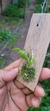 Dendrobium loddigesii - comprar online