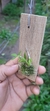 Dendrobium loddigesii - loja online