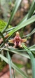 Maxillaria subulata