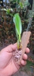 Bulbophyllum rostichildianum - loja online