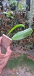 Bulbophyllum rostichildianum - comprar online