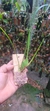 Maxillaria tenuifolha