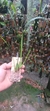 Imagem do Maxillaria tenuifolha