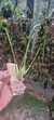 Maxillaria tenuifolha - comprar online