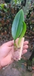 Bulbophyllum louis sanders (p) - loja online