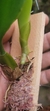 Bulbophyllum louis sanders (p) - Orquidário Aparecida