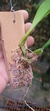 Bulbophyllum louis sanders (p) na internet