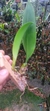 Bulbophyllum louis sanders (p)