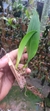 Bulbophyllum louis sanders (p) na internet