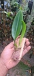 Bulbophyllum louis sanders (p) - comprar online