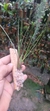 Maxillaria subulata - comprar online